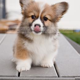 American Corgi and Pembroke Welsh Corgi Puppies from Blacktail Mountain Corgis