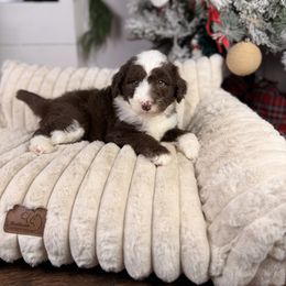 Cupid - Brown and white male Aussiedoodle puppy in Sweetwater, Florida from Sandy Snout Doodles