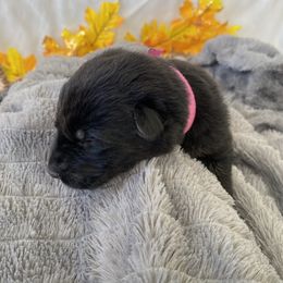 German Shepherd Puppies from Faithful Heart German Shepherds