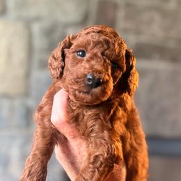 Black Collar Male - Red  male Goldendoodle puppy in Sheldon, Vermont from Ole Poor Farm