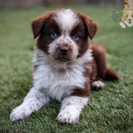 Gumbo - Red & white male Australian Shepherd puppy in Buena Vista, Colorado from Wigglebutts Unlimited