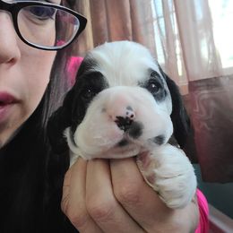 Boy 1 - Cocker Spaniel puppy in Northampton, Pennsylvania from ChristMos Cockers