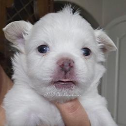 Apollo - White male Chihuahua puppy in El Paso, Texas from JVJ Chihuahua