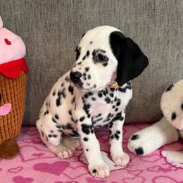 Moan - White and black female Dalmatian puppy in Newfoundland, Pennsylvania from Poconopaws