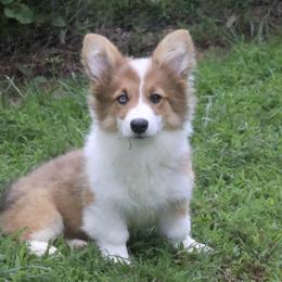 Phoebe (special needs) - Sable female Pembroke Welsh Corgi puppy in Fayetteville, Arkansas from Intergalactic Corgis