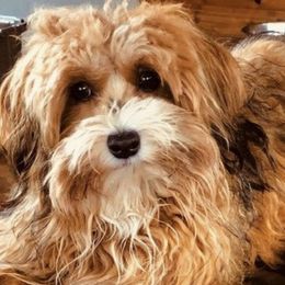 Havanese from Pure Breed Havanese