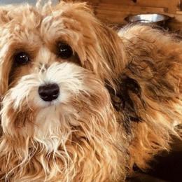 Havanese from Pure Breed Havanese