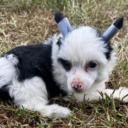 Fables puff girl - White and black female Chinese Crested puppy in Rockvale, Tennessee from Cosmic Chinese Cresteds & Wind-Echo Poodles