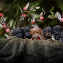 Cockapoo puppies from Heavenly Puppies to Love