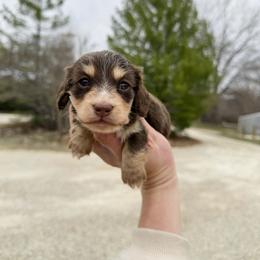 Cupcake - Chocolate and tan female Dachshund puppy in Wamego, Kansas from Doodles of Oz