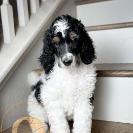Hershey - Parti male Poodle puppy in Murrieta, California from Apricot Poodles & Goldendoodles, LLC