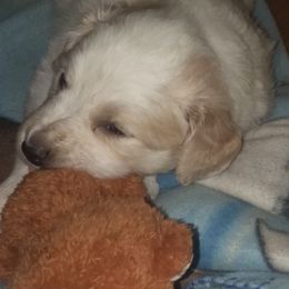 English Shepherd Puppies from ThreeDarkBays English Shepherds