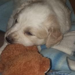 English Shepherd Puppies from ThreeDarkBays English Shepherds