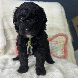 Avacado - Black male Goldendoodle puppy in Cleveland, Georgia from The O.G. Doodles