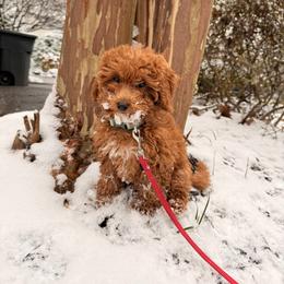 Sunday - Red  male Goldendoodle puppy in Lillington, North Carolina from Peace, Love, and Puppies at the Creek