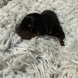 Rottweiler Puppies from Khaotic Rottweilers