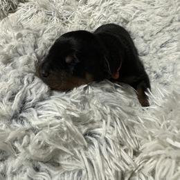 Rottweiler Puppies from Khaotic Rottweilers