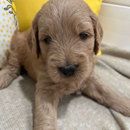 Female 4 - Apricot female Goldendoodle puppy in West Warwick, Rhode Island from Lil Rhody’s Goldendoodles