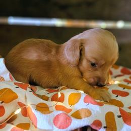 Reba McEntire - Red female Dachshund puppy in Mayport, Pennsylvania from Debbie's Dachshunds