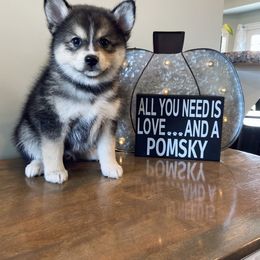 Pomsky Puppies from Goodness Gracious Pomskies