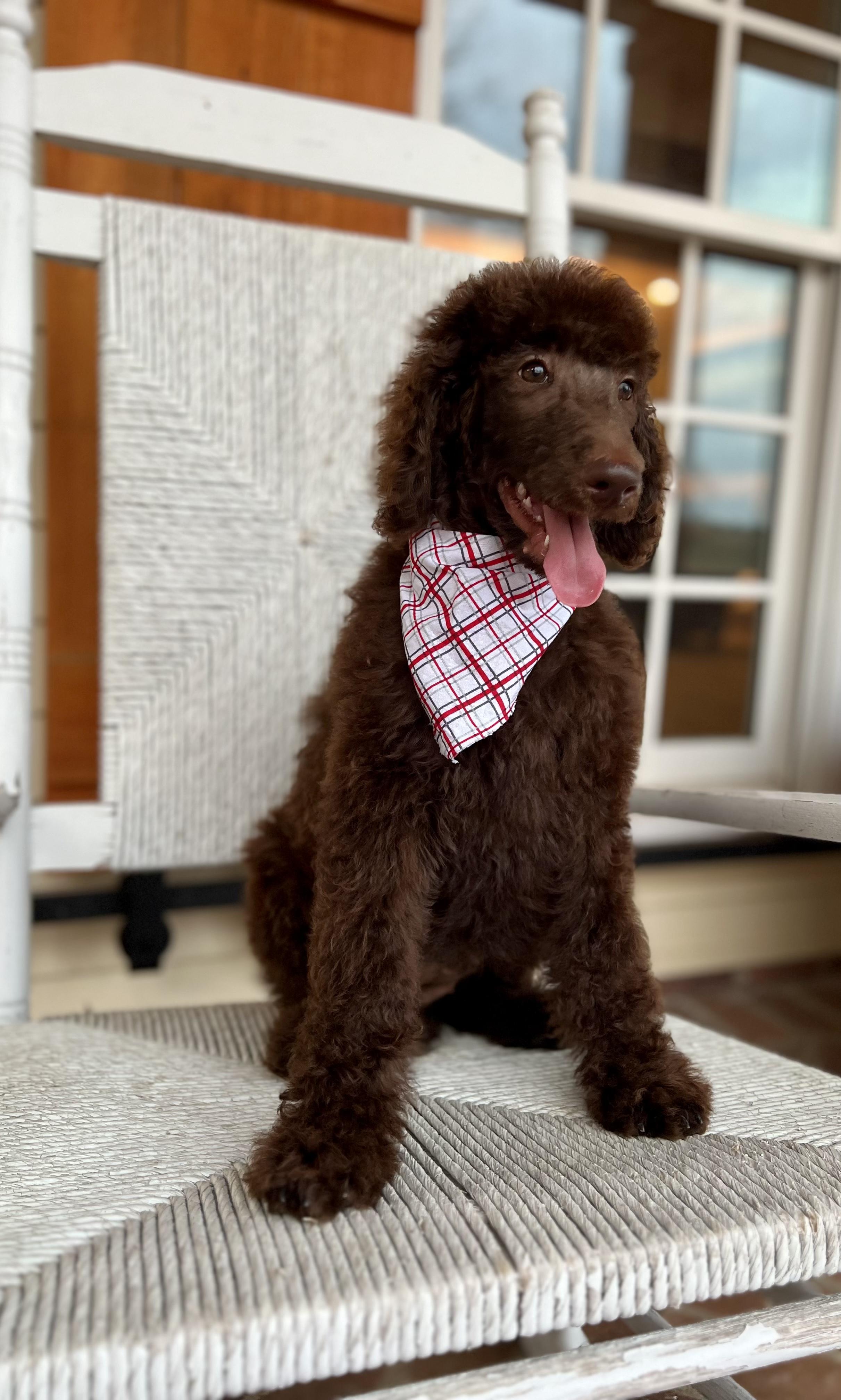 Diamond M Poodles and Doodles in Louisiana Poodle and Aussiedoodle