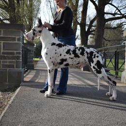 Great Dane All Grown Up from Shimmer Great Danes