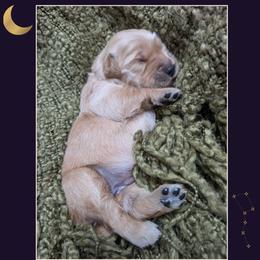 Girl 2 - Golden female Golden Retriever puppy in Buckley, Washington from Chrysus Spirit Goldens