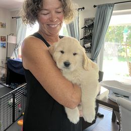 Golden Retriever Puppies from Golden Hour Golden Retrievers