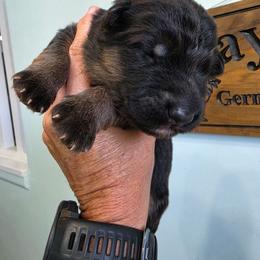 Spot(light) - Black and red male German Shepherd puppy in Columbus, Indiana from Stony Lonesome GSD