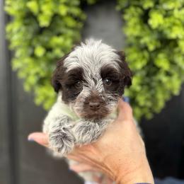 Green girl - Parti female Miniature Schnauzer puppy in Oneonta, Alabama from Murphree Valley Kennels