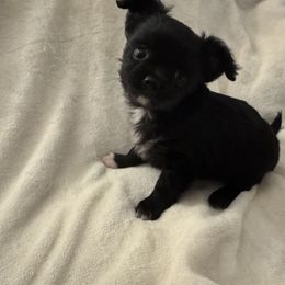 Chihuahua puppies from VIP Chihuahuas