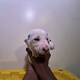 Boy 2 - White and black Dalmatian puppy in Virginia from Andersons Toy Box LLC