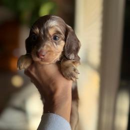Magnolia - Dapple female Dachshund puppy in Baton Rouge, Louisiana from Bayou d’Elara Dachshunds