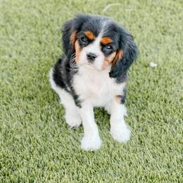 Cavalier King Charles Spaniel and Great Pyrenees Puppies from Windy Pines Ranch
