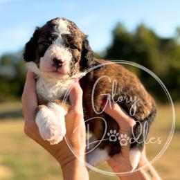 Trixie - Black - Sable female Bernedoodle puppy in Rockwall, Texas from Glory Doodles