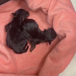 Yorkshire Terrier puppies from KH Yorkies