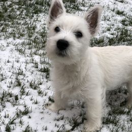 Shihpoo, Shih Tzu, and West Highland White Terrier Puppies from Westie Way & Polly Tzu Shih tzu and more