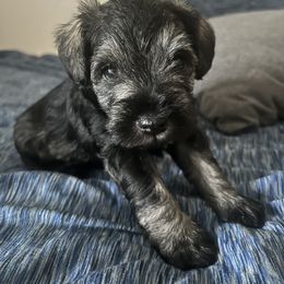 Jasper - Salt and pepper male Miniature Schnauzer puppy in Troutdale, Oregon from Krystle's Miniature Schnauzers