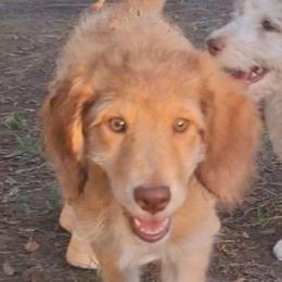 Vivienne - Sable female Aussiedoodle puppy in Grand Saline, Texas from Aussies Acre