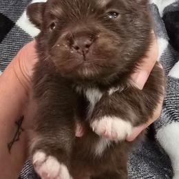 Patrick - Chocolate and tan male Pomeranian puppy in Riesel, Texas from Petite Poms