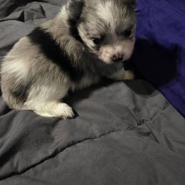 Belle - Blue merle female Pomeranian puppy in Spring, Texas from Shaw's Sparkle Pom's