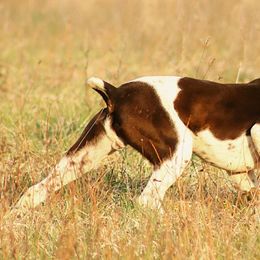 German Shorthaired Pointers from The BARK PAD