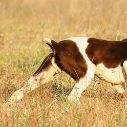 German Shorthaired Pointers from The BARK PAD