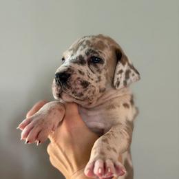 Blue Fawnequin 1 (fawn harlequin) - Harlequin female Great Dane puppy in Kimball, Michigan from Starlight Danes