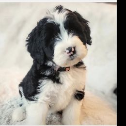 Bernedoodles, Goldendoodles, Poodles, and Sheepadoodles from Kerr Kanine Ranch