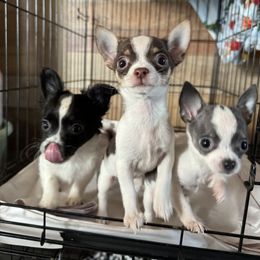 Chihuahua and Dachshund Puppies from Little Pawz, LLC