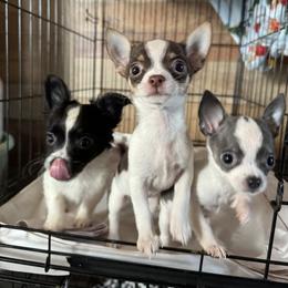 Chihuahua and Dachshund Puppies from Little Pawz, LLC