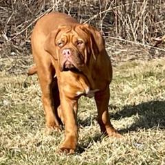 Dogues de Bordeaux from Motor City Mastiffs