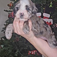 Bliss - female Golden Mountain Doodle puppy in Palestine, Texas from KK's Doodle Bunch