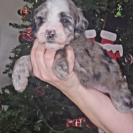 Bliss - female Golden Mountain Doodle puppy in Palestine, Texas from KK's Doodle Bunch